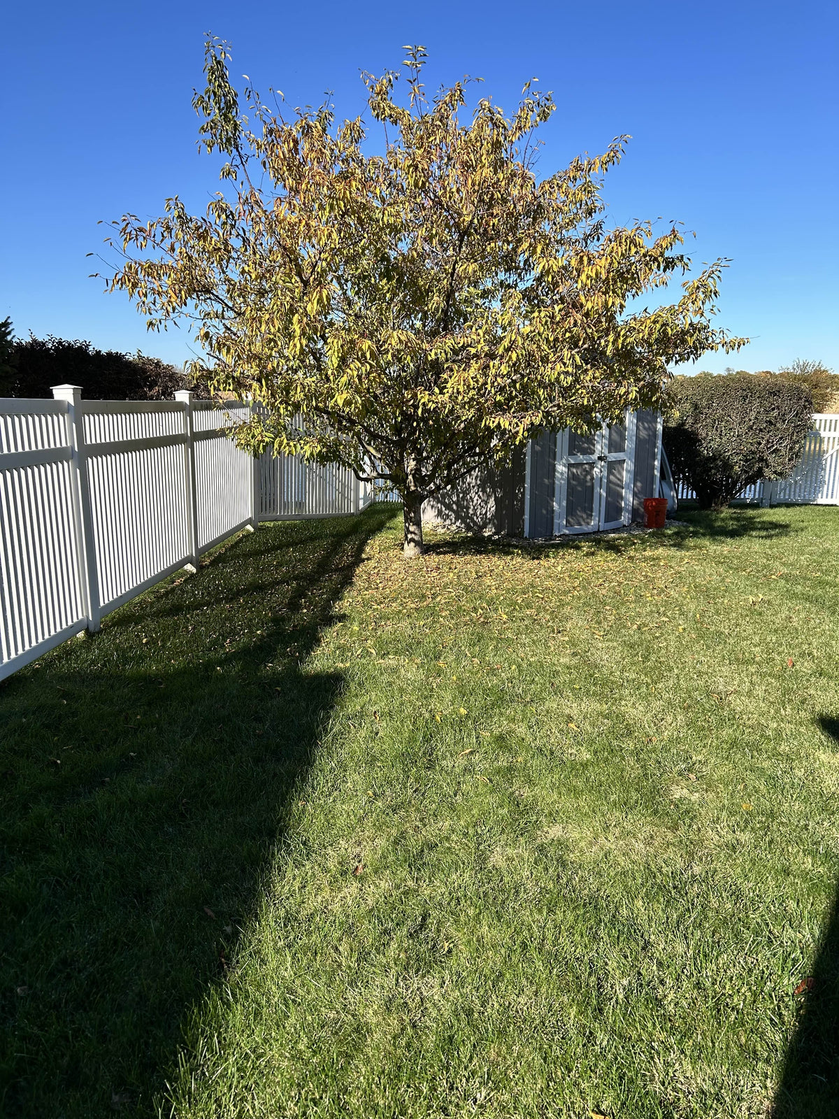 Hedge & Bush Trimming / Shaping - Before